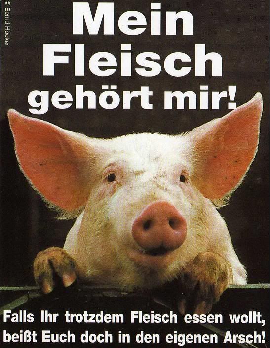 Die Tabletten von den Würmern bei den Welpen
