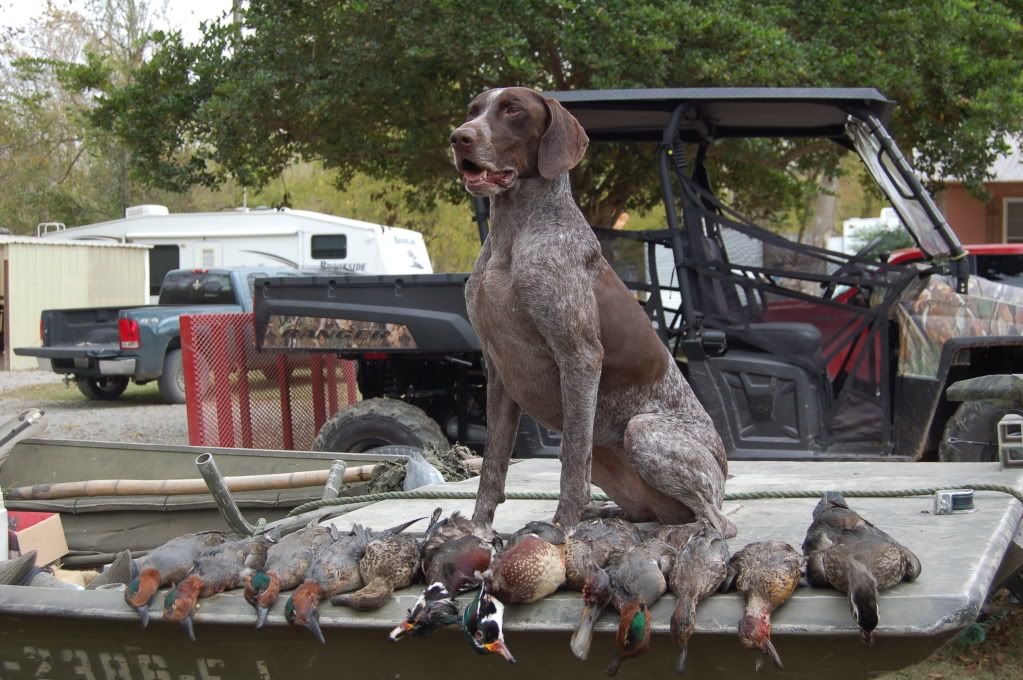 GSP for duck hunting? • Training Gun Dog Forum 2013