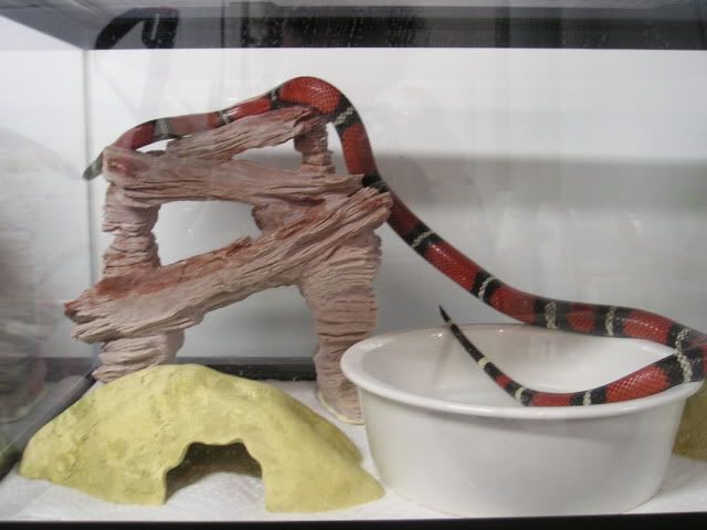 is a Sinaloan Milk Snake.