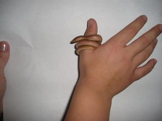 RubberBoas010.jpg