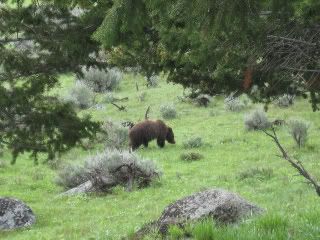 yellowstone018-2-1.jpg