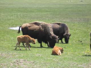 yellowstone049-1.jpg