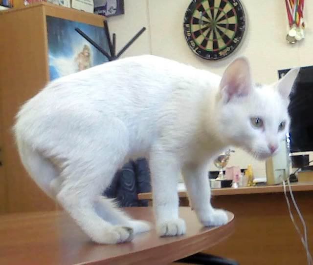 Белый котёнок ищет хозяина Photobucket