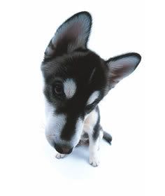 husky.jpg siberian husky puppy image by marilynn727 husky.jpg siberian husky puppy image by marilynn727