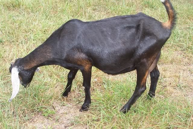 Copper Deficent pics - Goats