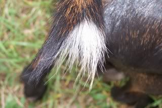 Copper Deficent pics - Goats