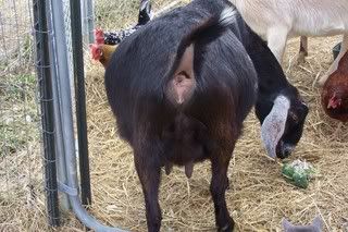 Looks like I will be starting PG watch... - Goats