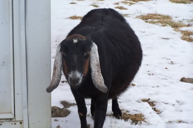 Looks like I will be starting PG watch... - Goats