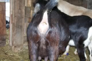 Looks like I will be starting PG watch... - Goats