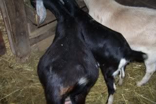 Looks like I will be starting PG watch... - Goats