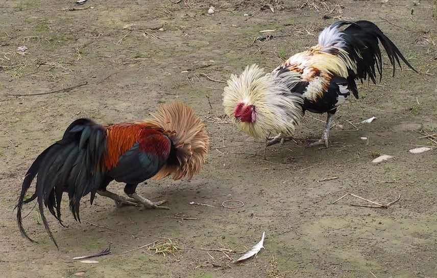 cockfighting photo: the roosters cockfighting.jpg