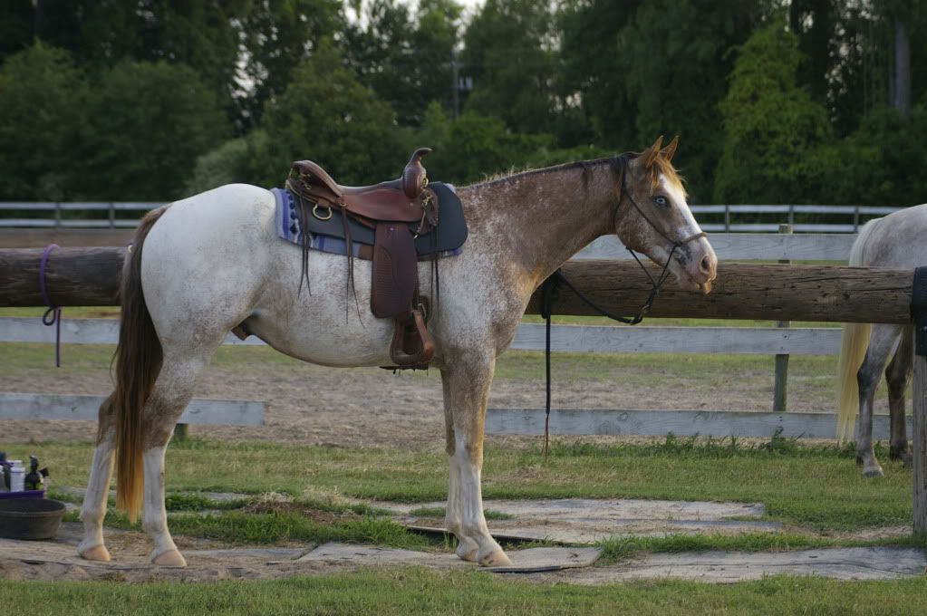 Western Saddle Fit