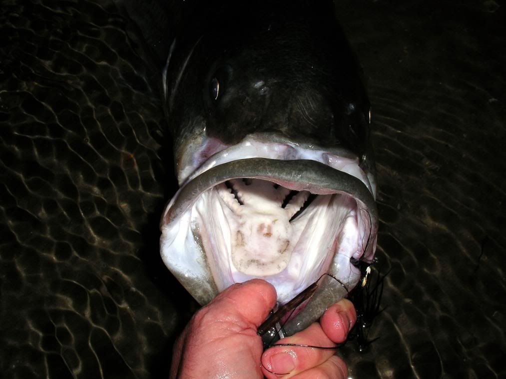 Night Time Striper Flies