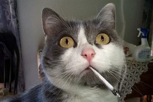 cat with joint