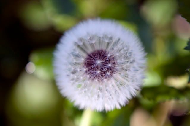 IMAGE: http://i198.photobucket.com/albums/aa182/jlandryphotography/test3.jpg