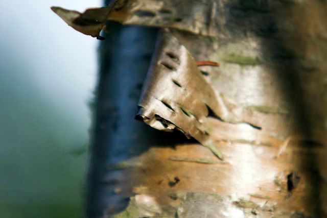 IMAGE: http://i198.photobucket.com/albums/aa182/jlandryphotography/test4.jpg