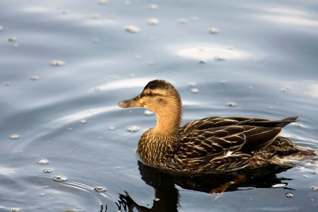 IMAGE: http://i198.photobucket.com/albums/aa182/jlandryphotography/test6.jpg