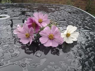 flowers in the garden