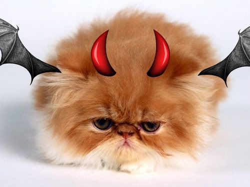 [Image: d-evil-cat--large-msg-121363739749.jpg]