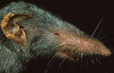Skeptical Shrew is Skeptical