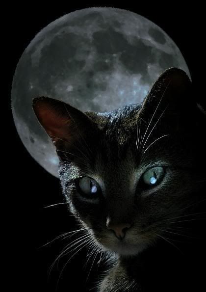 black-cat-moon.jpg