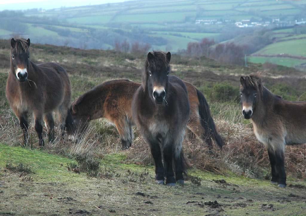exmoor ponies Pictures, Images and Photos