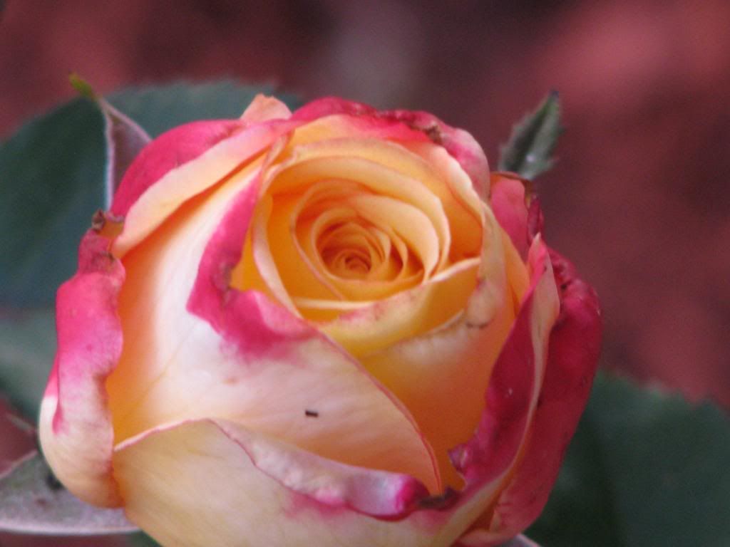 Pretty rose Pictures, Images and Photos
