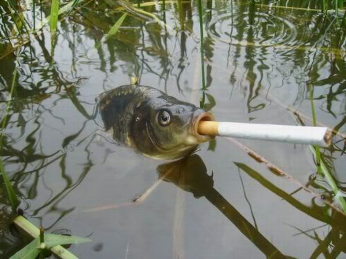 smoking of a fish