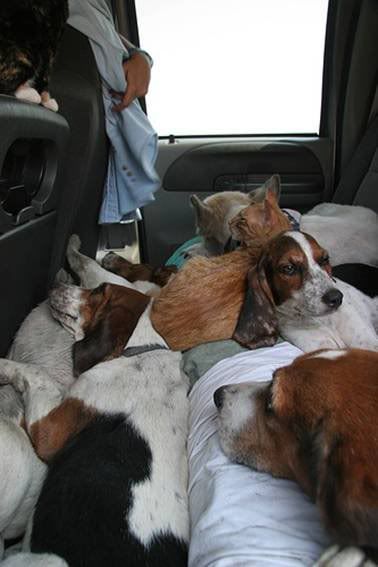 carload of cats and dogs