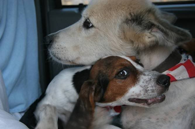 dogs in car