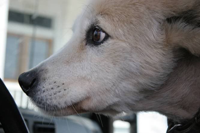 close up of dogs face