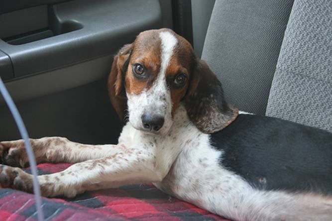 dog in car