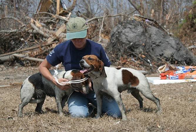 two more dogs with rescuer