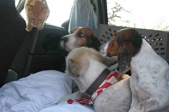 cat joining a bunch of dogs in a car