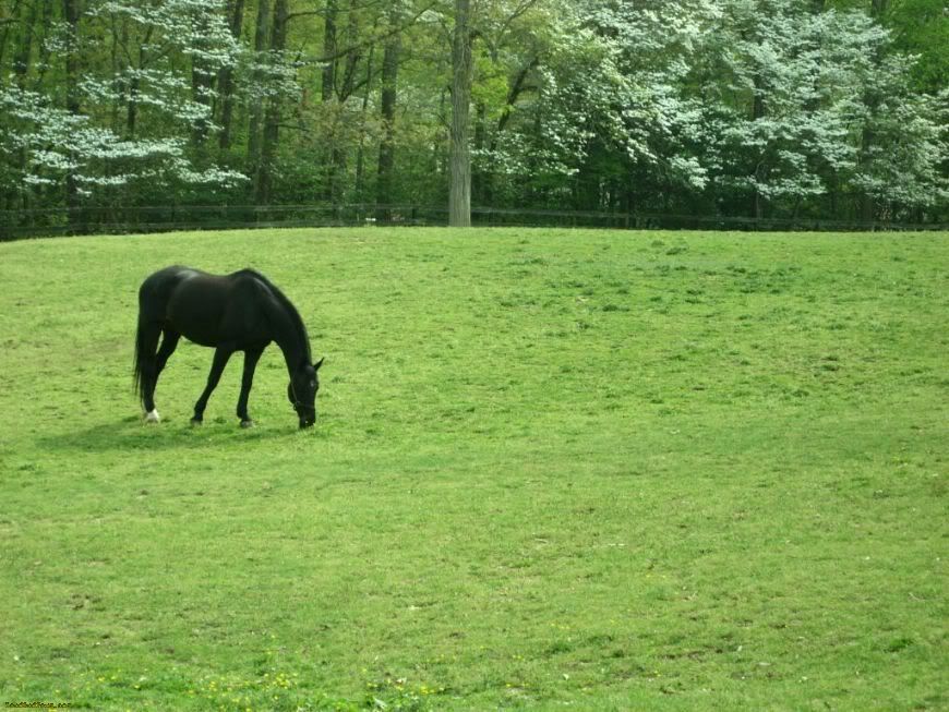 horse grazing in a grassy field
