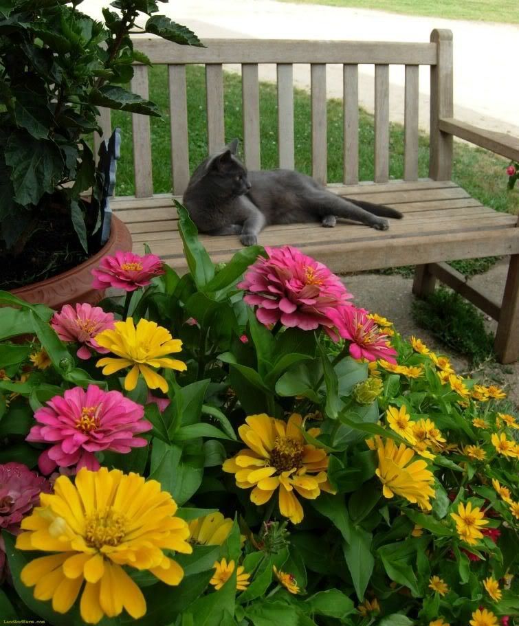 kitty cat on a wooden bench with beautiful flowers planted next to it