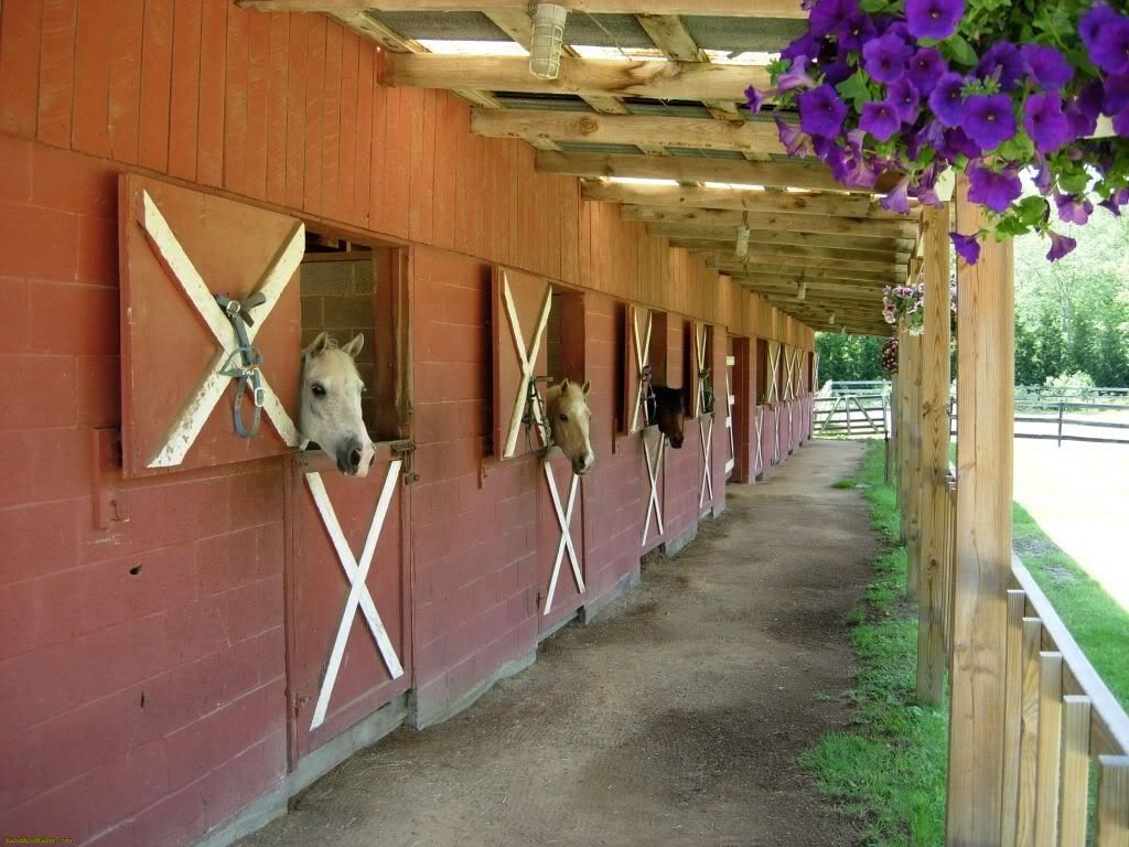 the horses at allday road