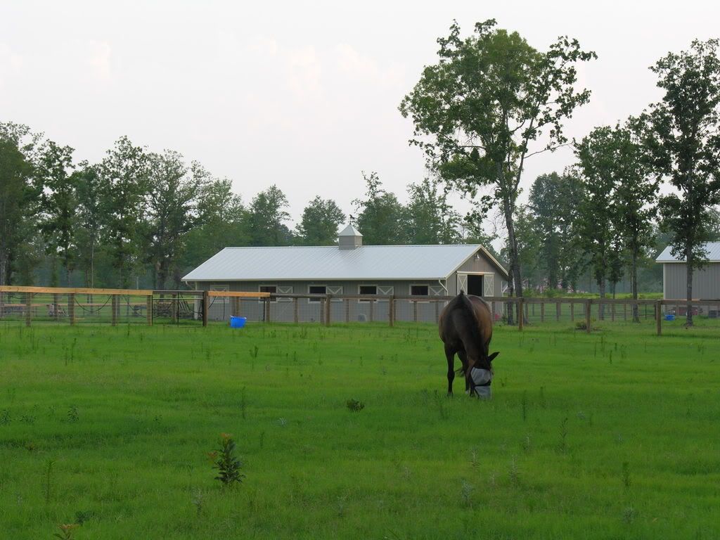 barn and horse grazing