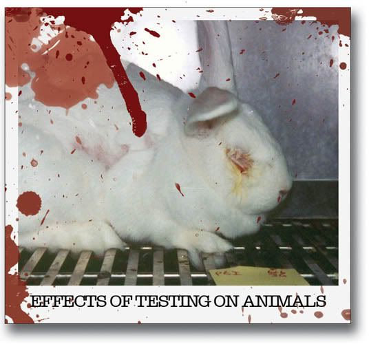 animal testing cruelty pictures. animal testing cruelty