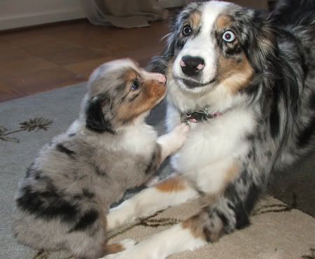 Sylar_Miniature_Australian_Shepherd.jpg