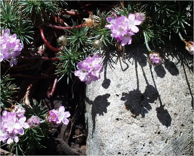 Armeria
