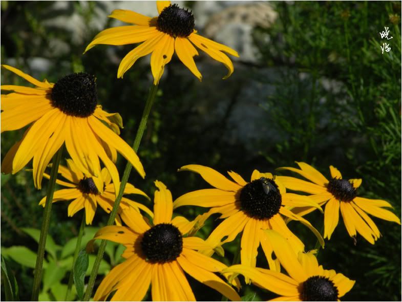 Black-eyed Susan