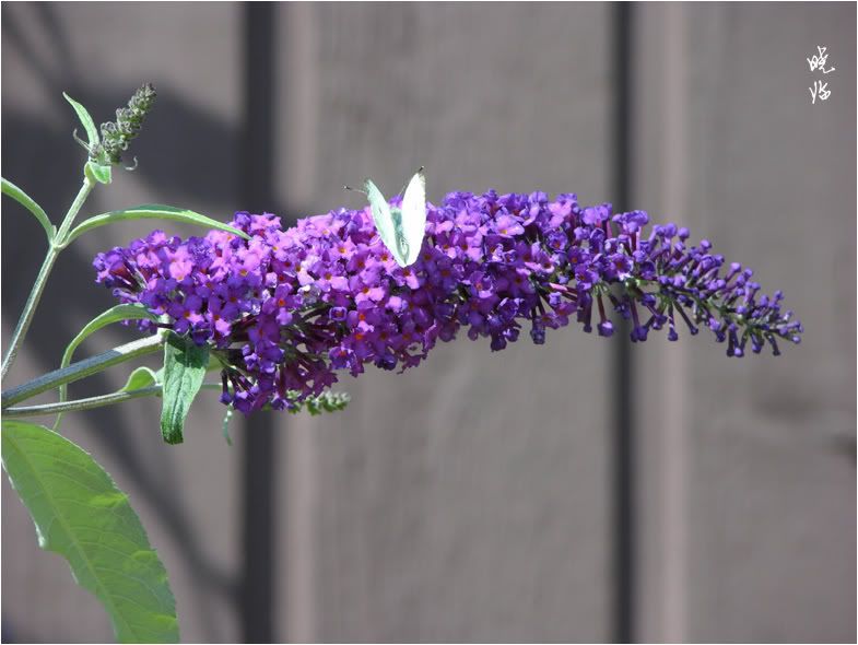 Butterfly Bush