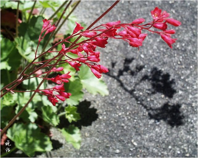 Coral Bells