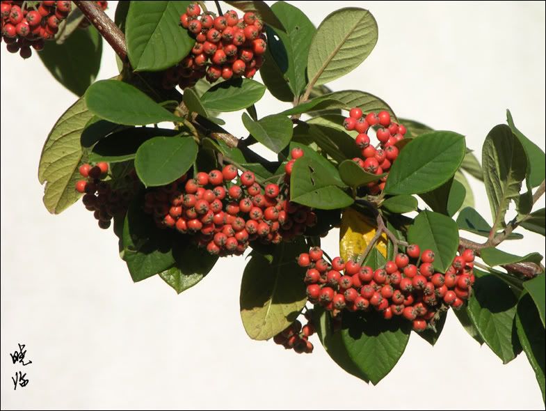 Cotoneaster