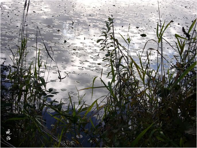 鹿湖.野草护湖