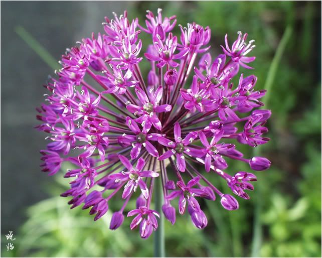 Flowering Onion