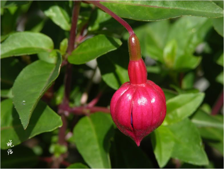 Fuchsia