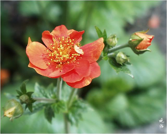 Geum
