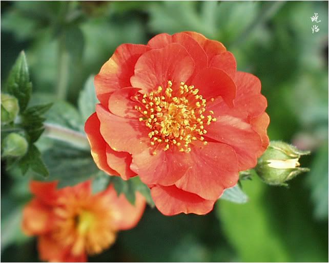 Geum
